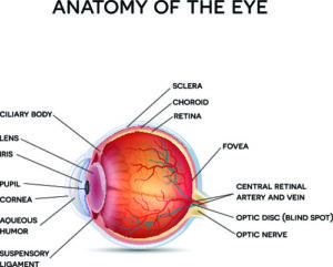 Anatomy of The Eye