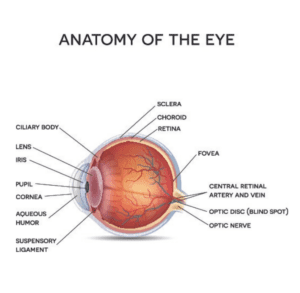 Anatomy of the Eye